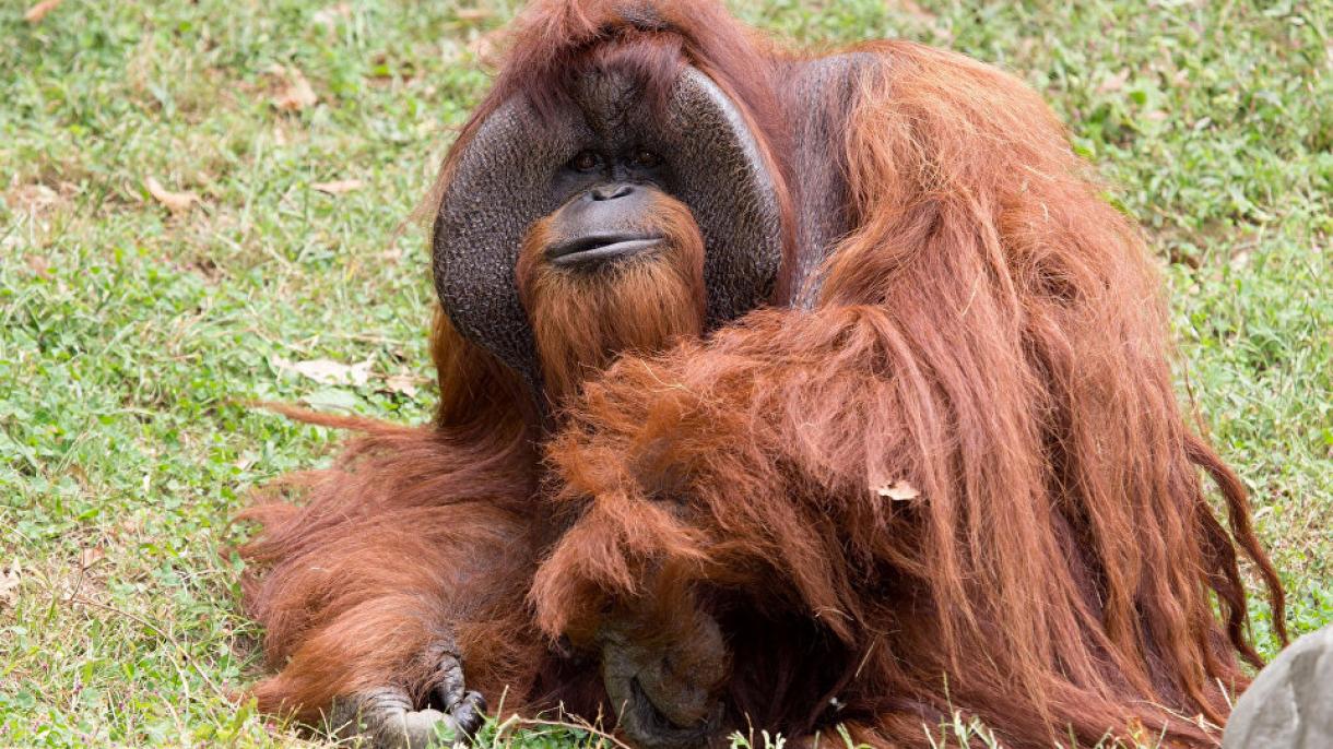 Muore il primo orangutan che utilizzava la lingua dei segni