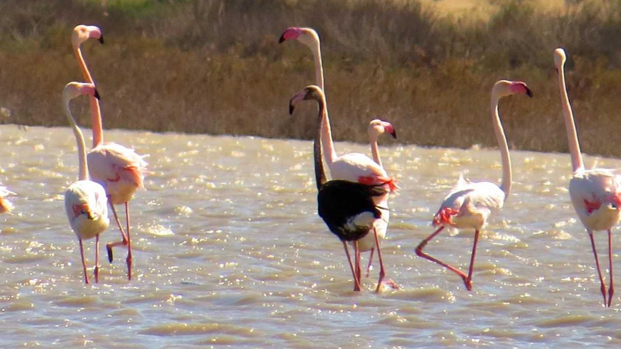 Flamingo Hitam Kembali Hadir di Turki Bersama dengan Bunga