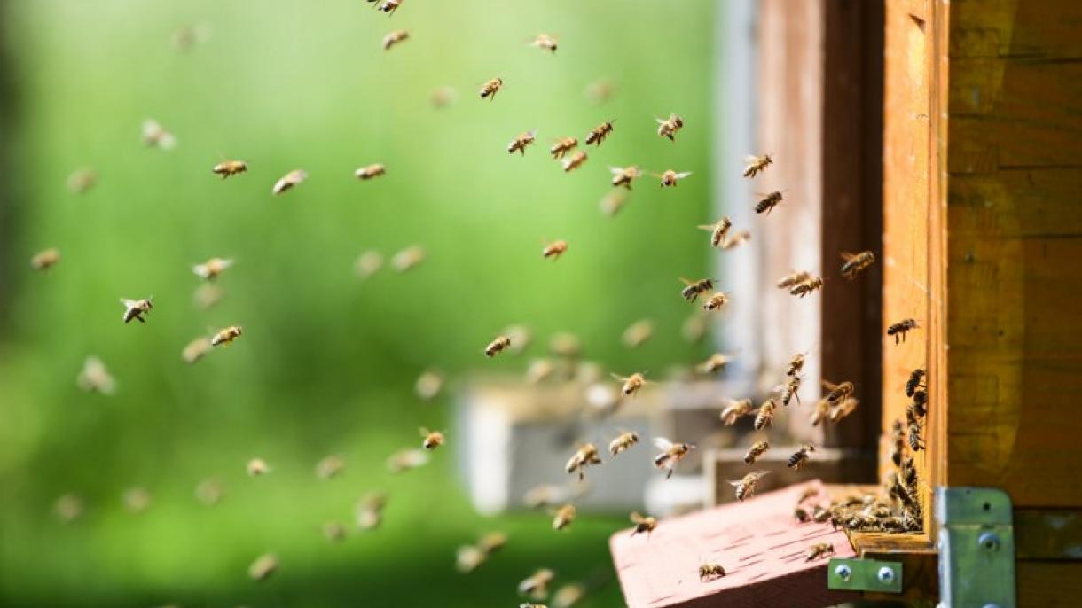 Aprender de la sabiduría de las abejas para retornar al campo
