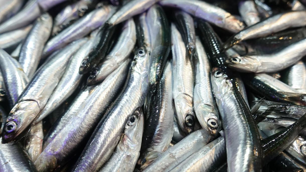 Turquia: as anchovas do Mar Negro garantiram receitas de 768 mil dólares
