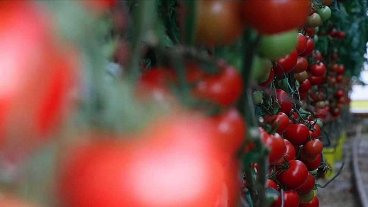 Türkiýeden edilýän pomidor eksporty 12,26 göterim ýokarlady