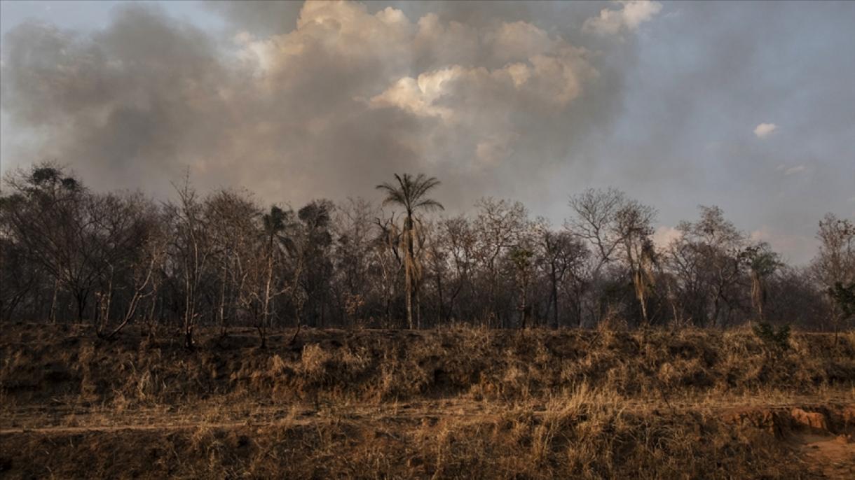 La deforestación en la Amazonía llegó a su nivel más alto en 15 años