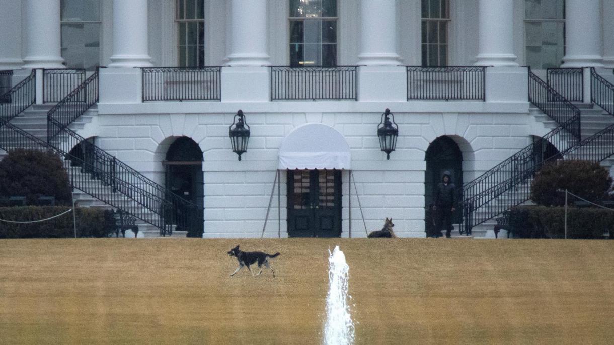入住白宫的宠物犬被“赶”