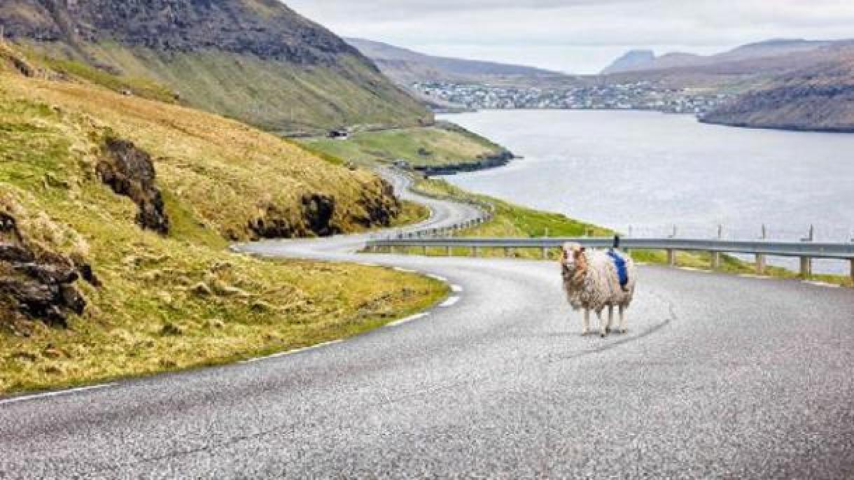 Google coloca câmeras em ovelhas nas Ilhas Faroé para mapear a área