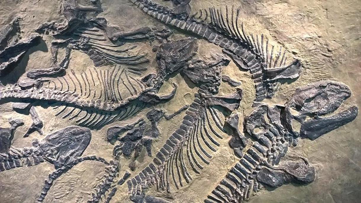 Hallado el fósil de dinosaurio de 130 millones de años