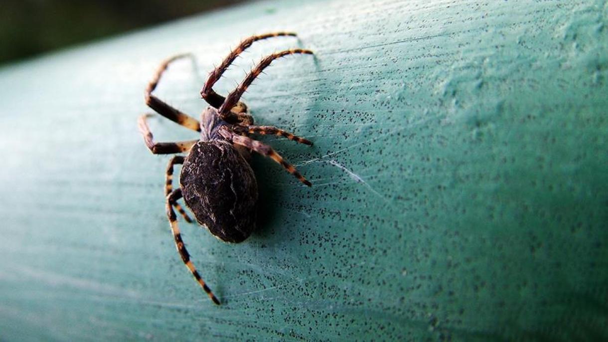 Amputan dos piernas de una mujer mordida por una araña en Australia