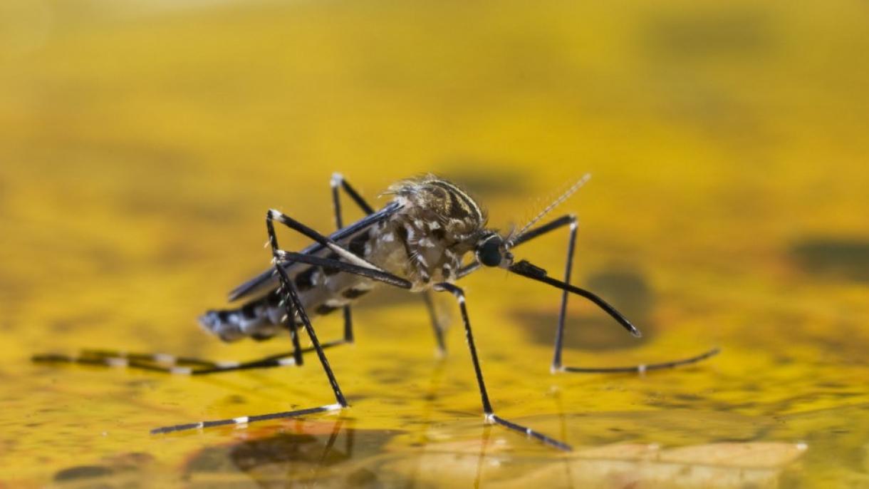 Brasil registra en 2018 más casos y muertes por fiebre amarilla que en 2017