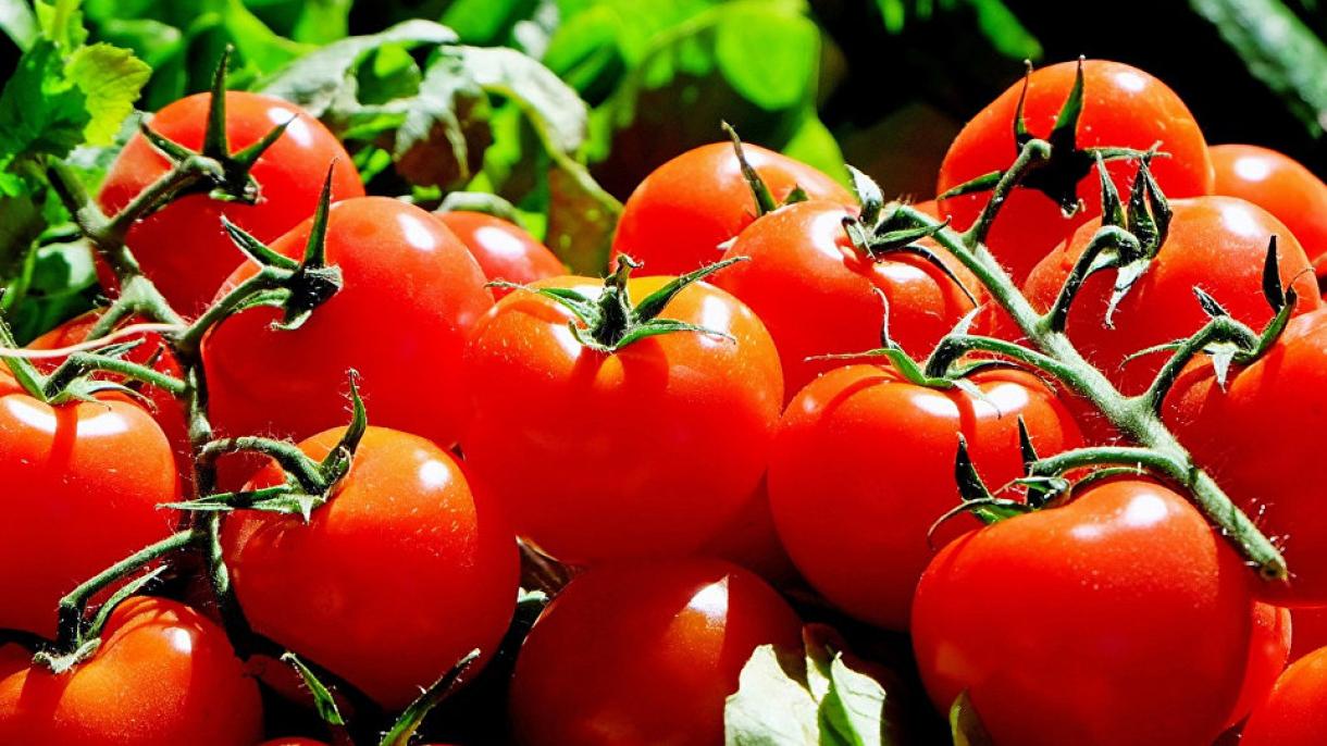 L'export di pomodoro della Turchia in 57 paesi