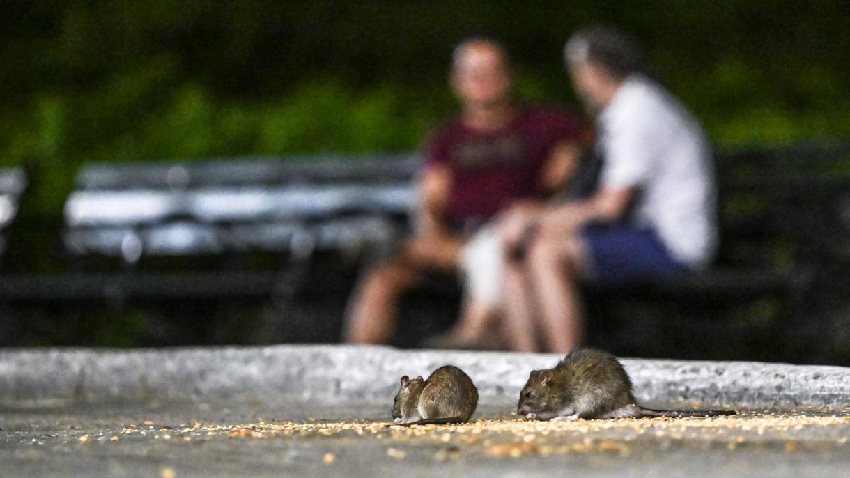 Tot mai mulți șobolani se observă pe străzile New York-ului