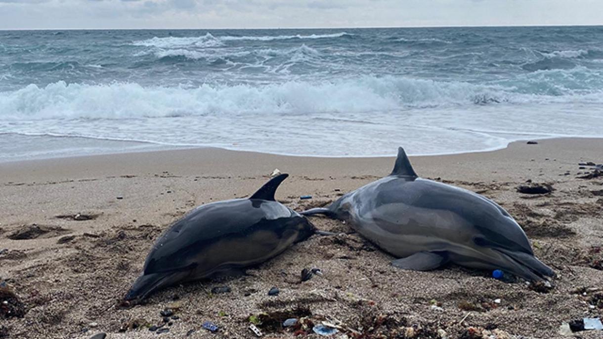 巴西亚马逊地区百余只海豚死亡