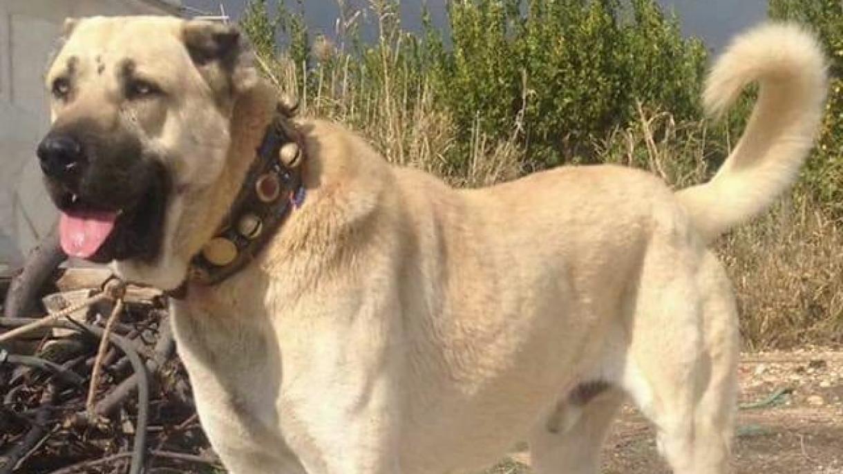 Italia protegerá a sus rebaños con un perro de Anatolia, Kangal | TRT  Español