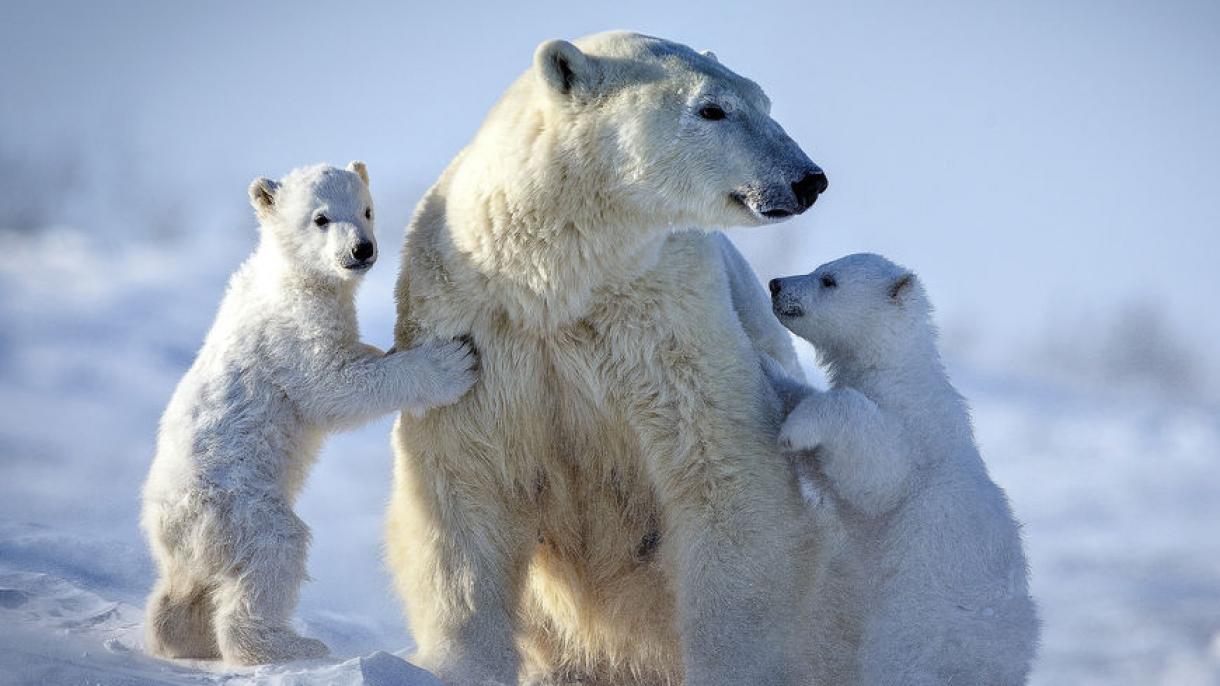 冰川融化致北极熊失去遗传多样性
