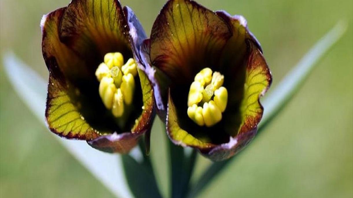 Nuova specie del Fritillaria(Tulipano)  è stata scoperta in Turchia