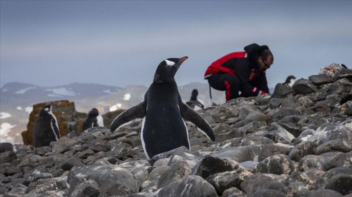 Científicos turcos en la Antártida descubren una bacteria que inactiva sustancias plaguicidas