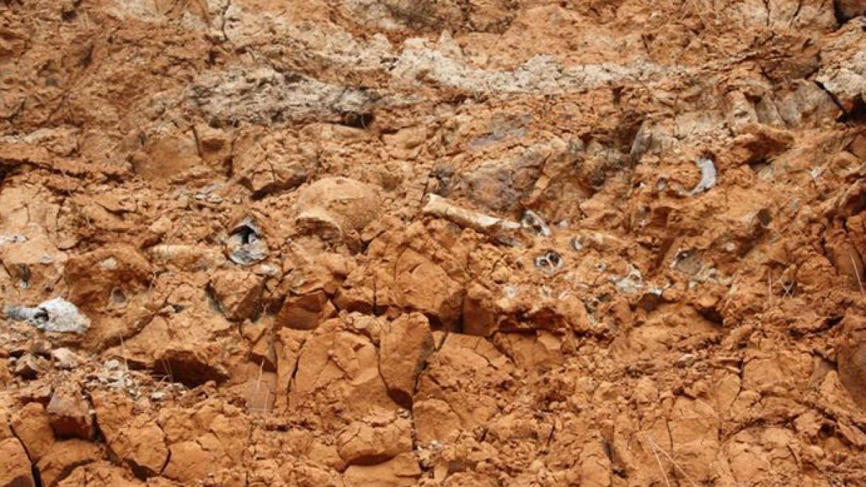 Пакистанда 45 миллион жылдык фосил табылды