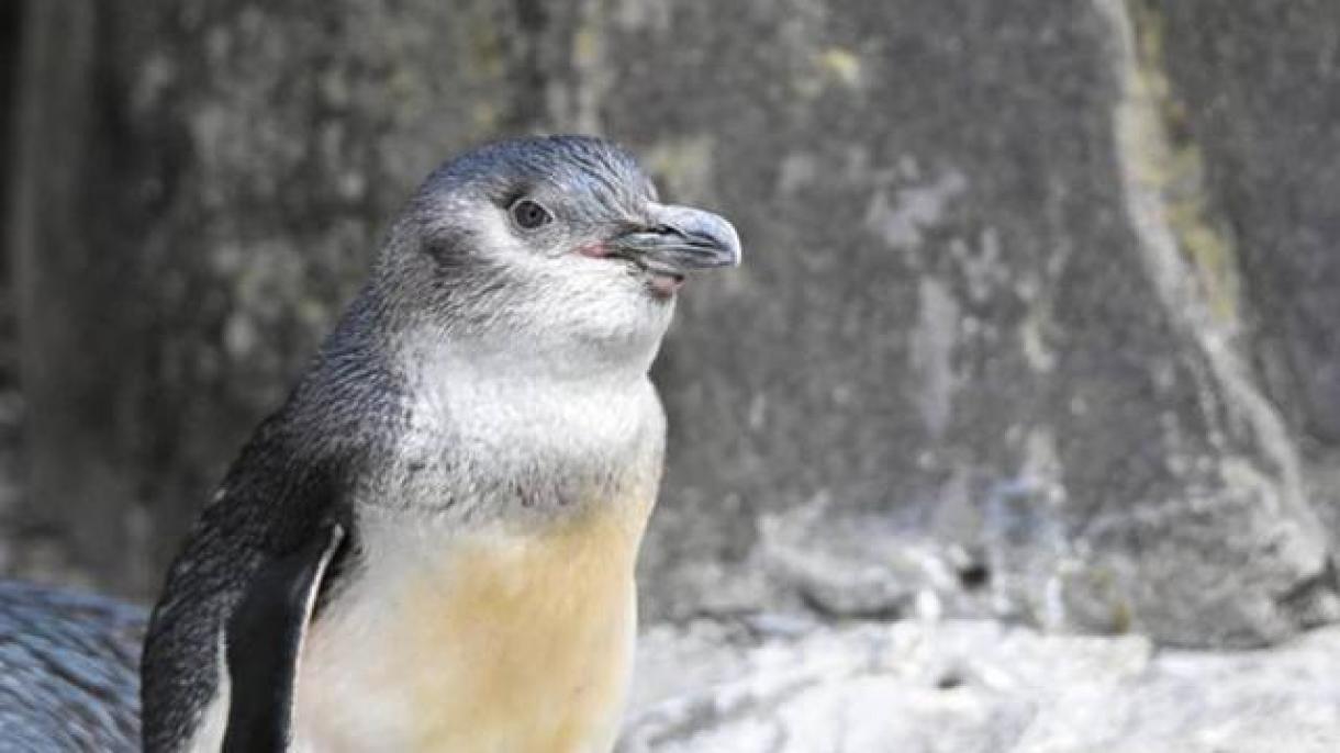 Жаңы Зеландияда жүздөгөн көк пингивиндин өлүгү табылды