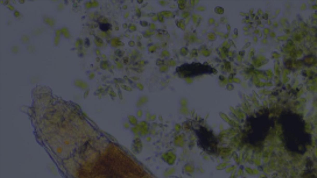 Микроскопиялык жандыктын 24 миң жыл бою жашап келгендиги аныкталды