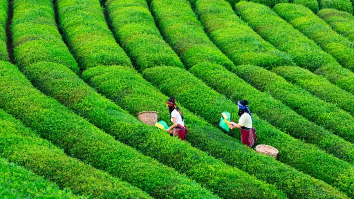 Creșterea exporturilor de ceai