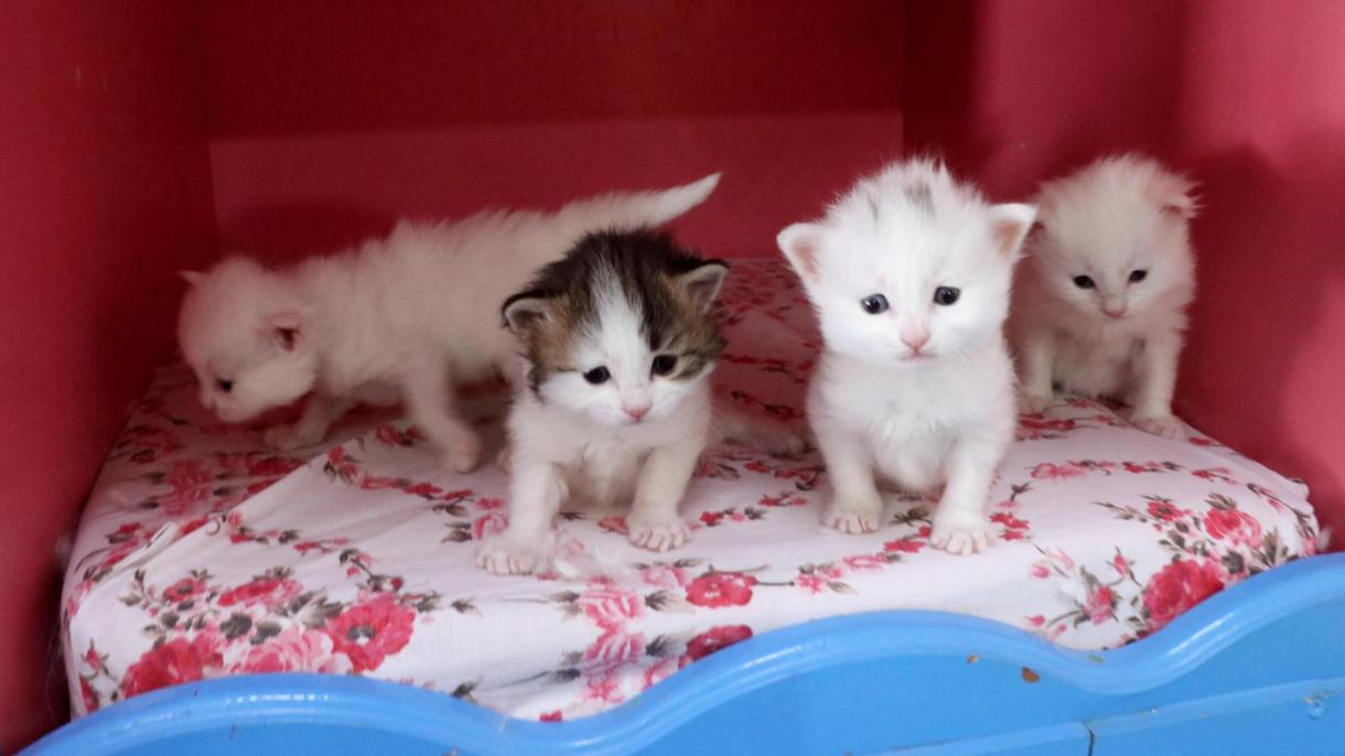 اولین بچه گربه های وان در سال 2020 بدنیا آمدند