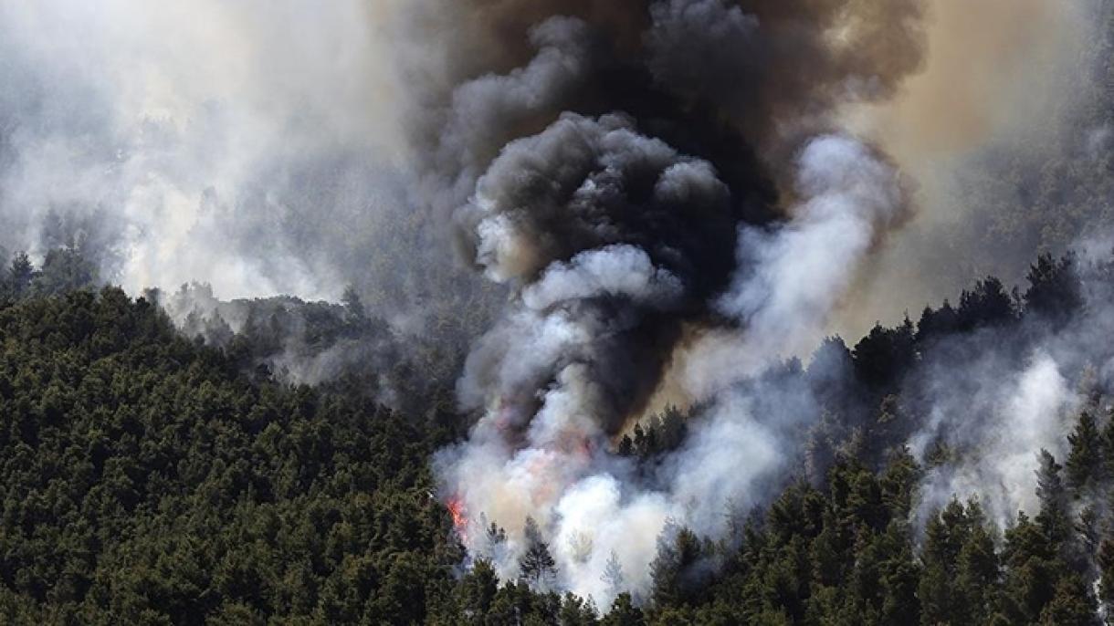 雅典森林火灾扑灭工作仍在继续
