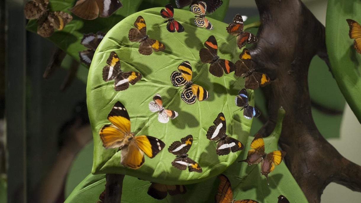 دره شگفت‌انگیز پروانه‌ها در ترکیه