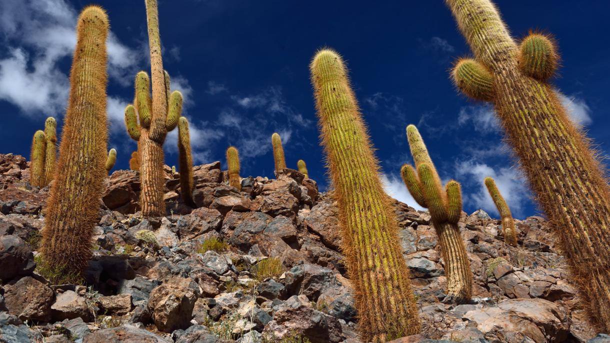 Un cactus de más de 4 mil años sorprende a arqueólogos de templos en Lima