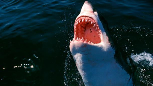 Tiburón arrancó la pierna a surfista en Australia