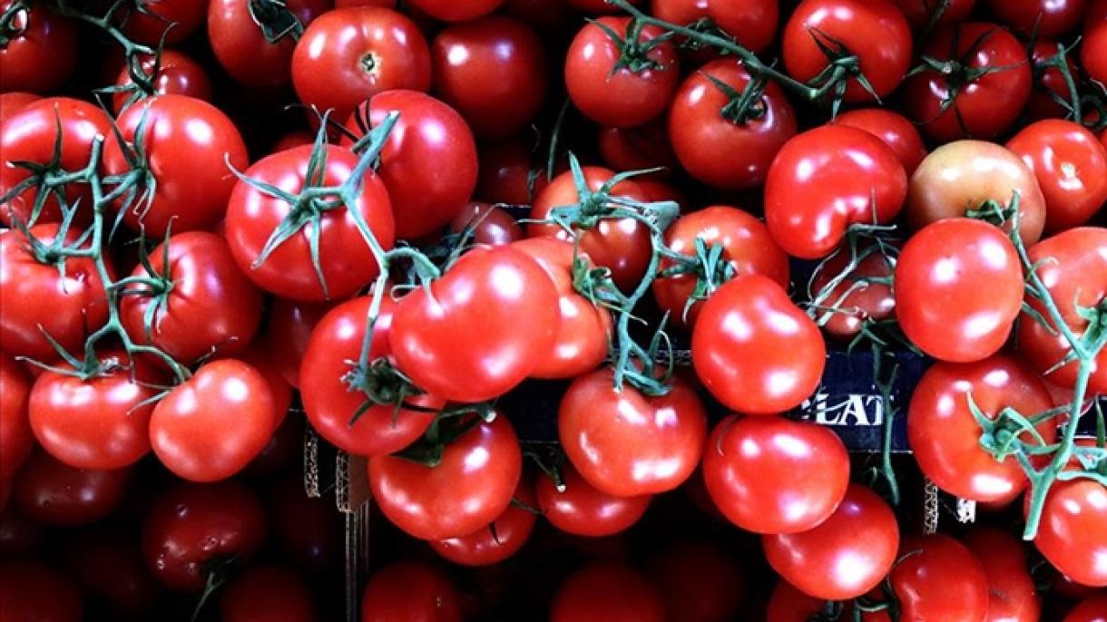 افزایش صادرات گوجه‌فرنگی ترکیه