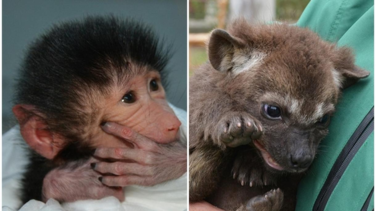 Mersin zooparkında bäbilär tudı