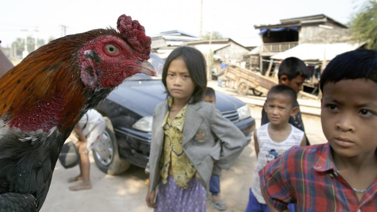 柬埔寨一11 岁女童死于禽流感