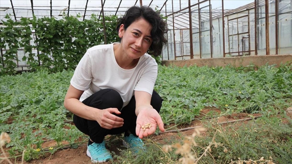 ¿Sabían que se ha descubierto un nuevo tipo de garbanzo en la región de Anatolia del Sudeste?