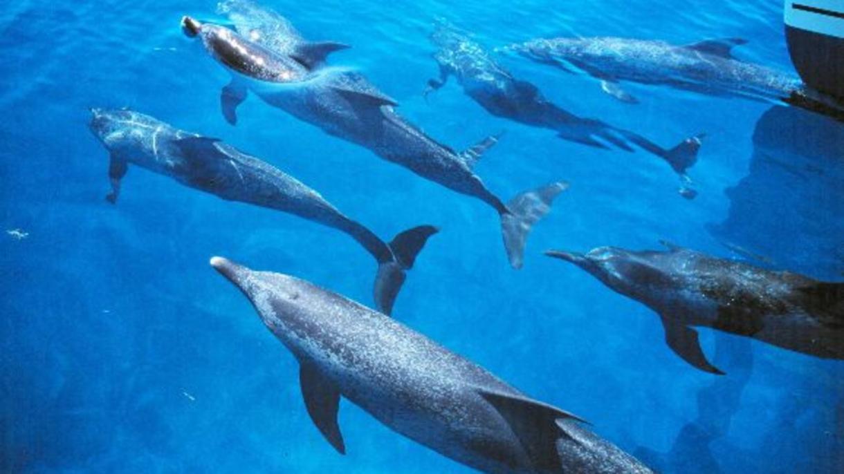 Nelle acque della baia di Taiji vengono cacciati delfini