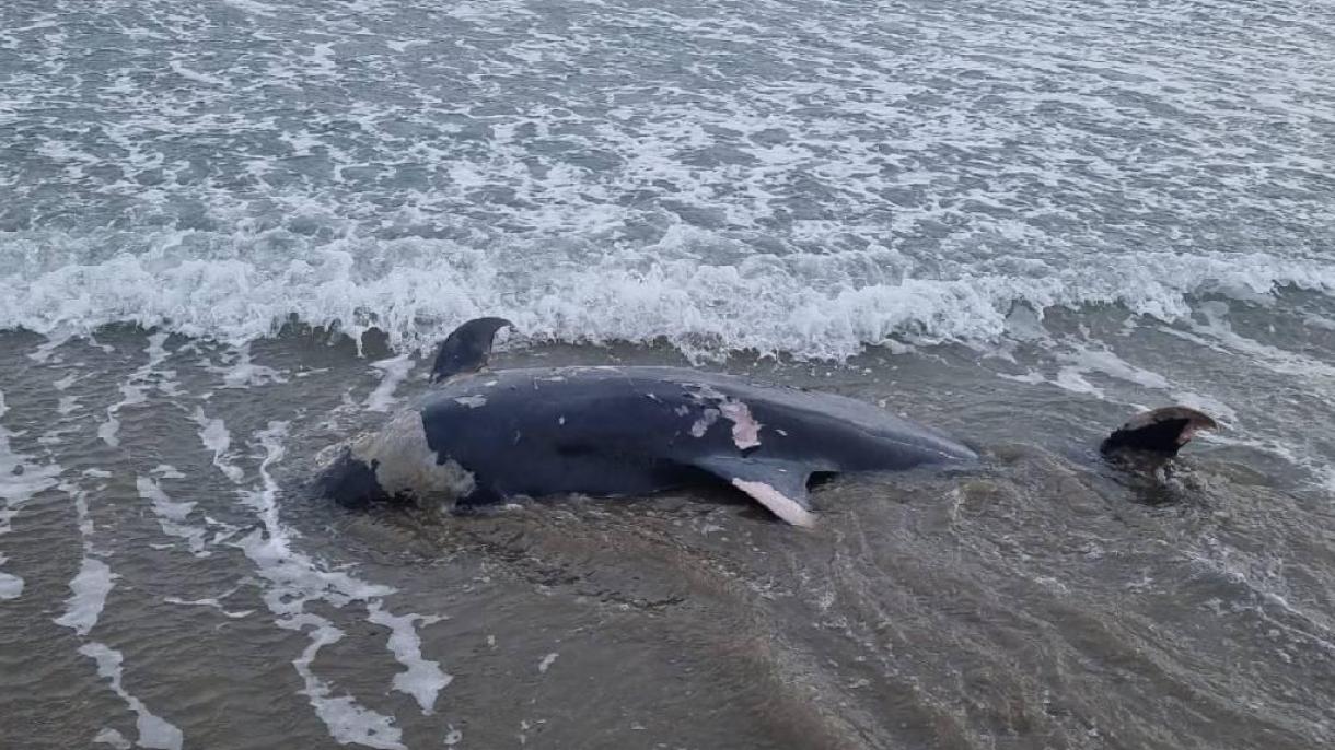 Tömegesen partra vetődtek a delfinek