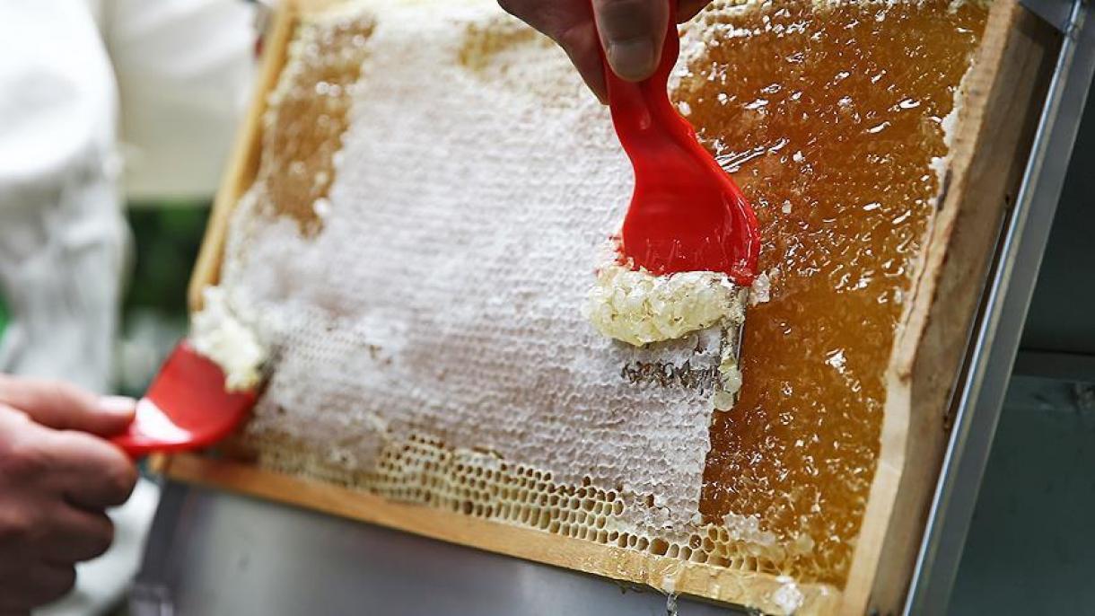 تولید بیش از 700 تن عسل در استان مانیسای ترکیه
