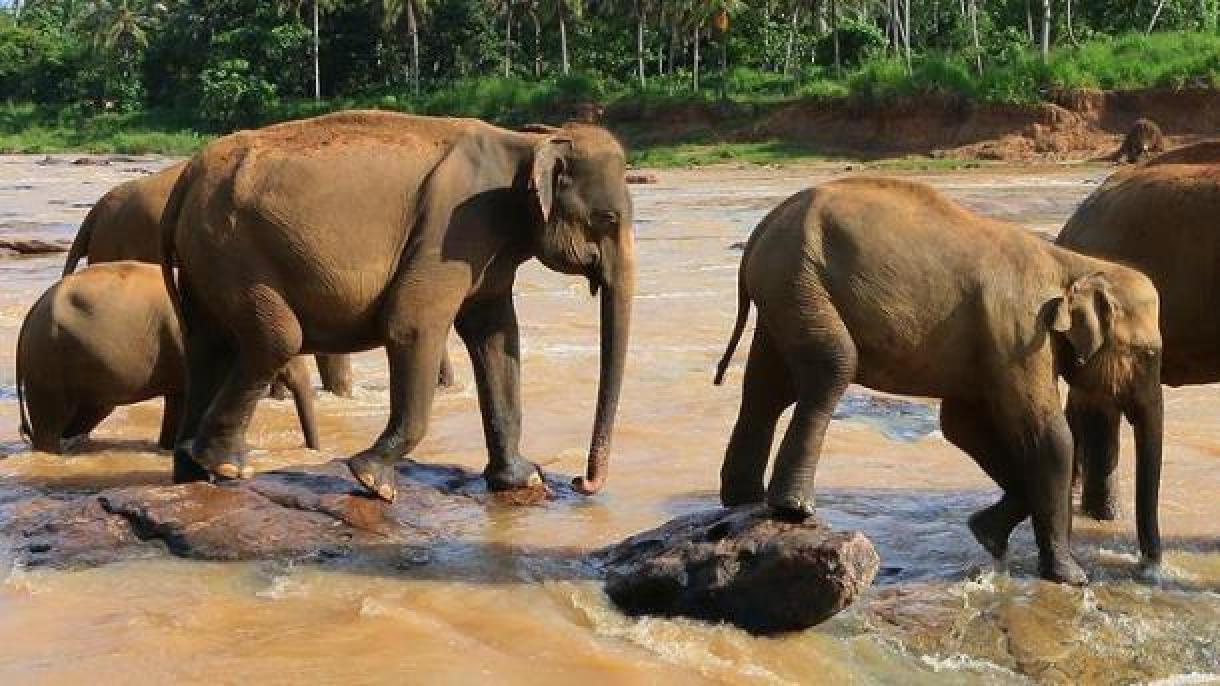 در سری‌لانکا 19 تن ازدست فیل‌ها جان باختند