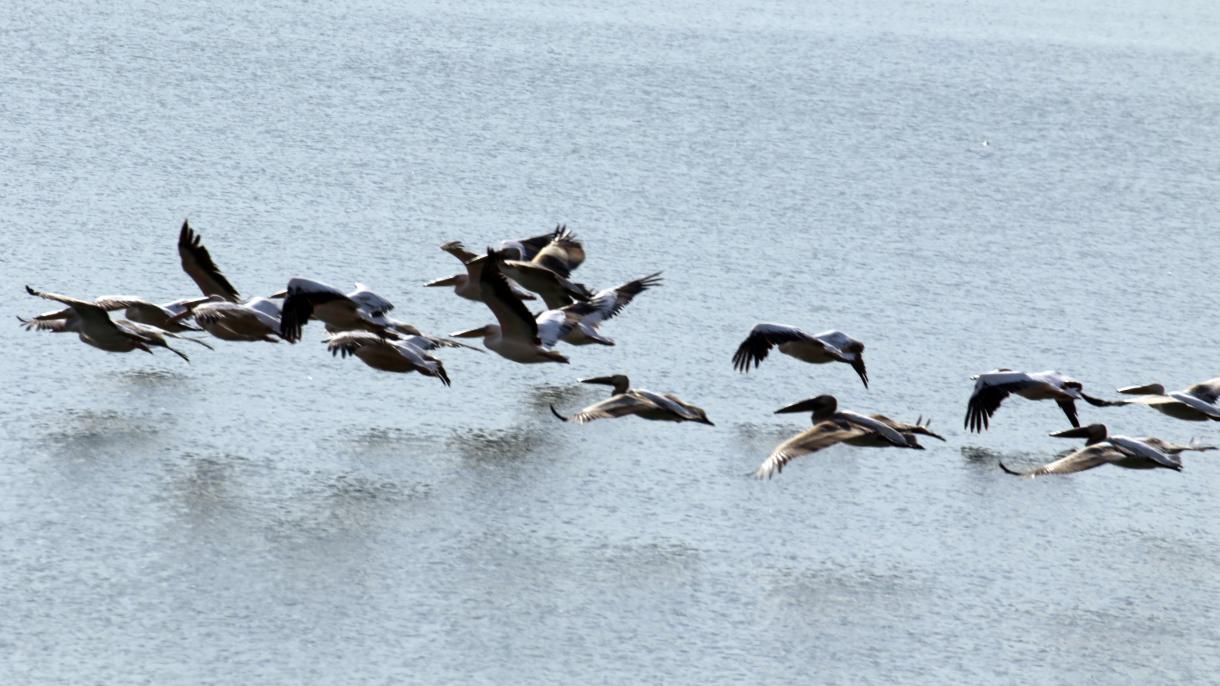 Fehér pelikánok szálltak le az Ivriz-víztározóra