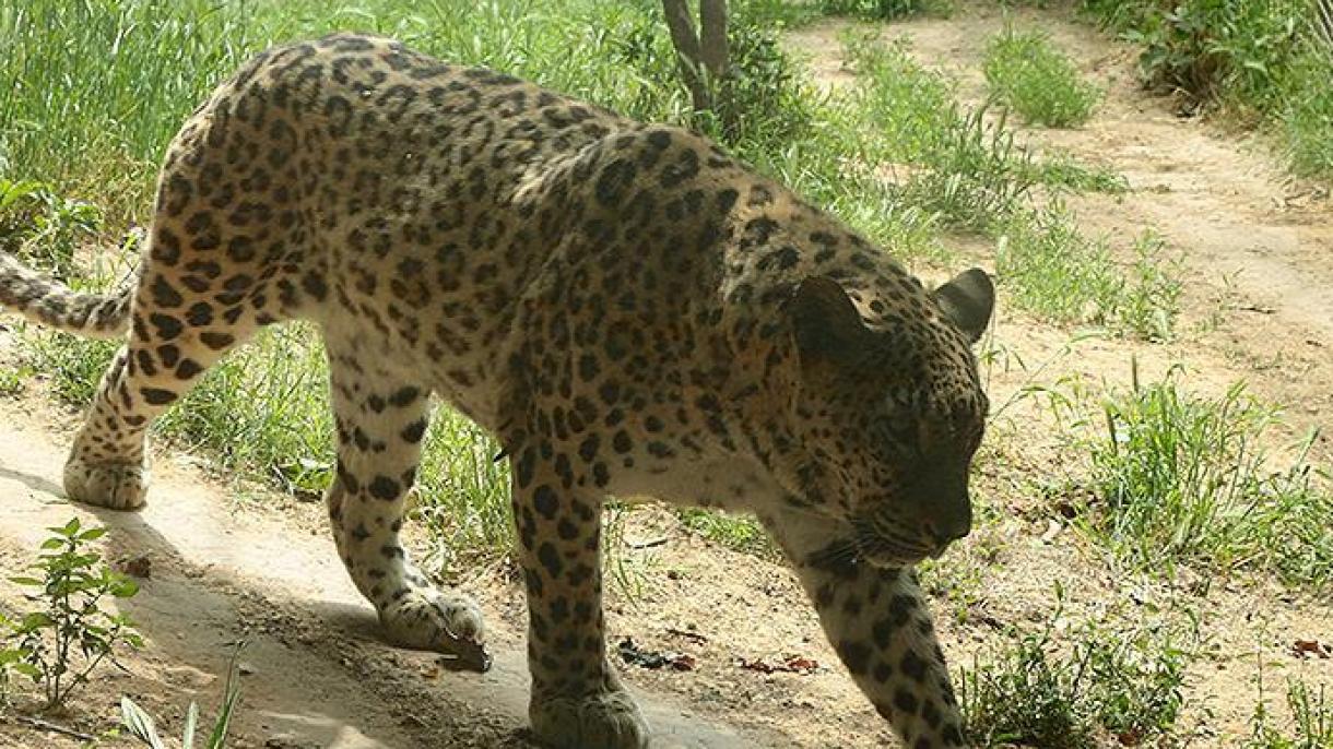 Leopard üterüçelär qulğa alındı