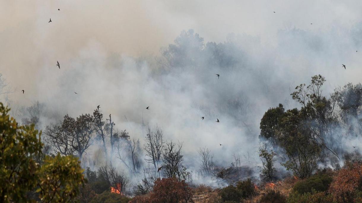希腊森林大火仍处于失控