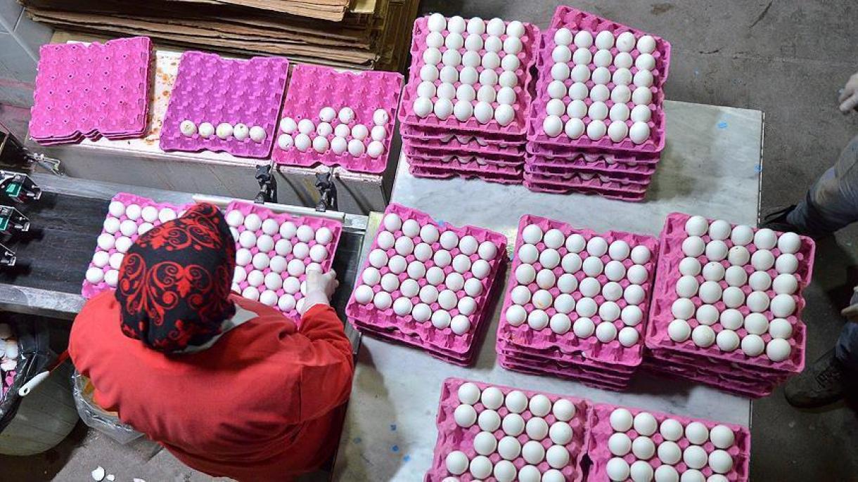 ترکیه 50 هزار تن تخم مرغ به ایران صادر می‌کند