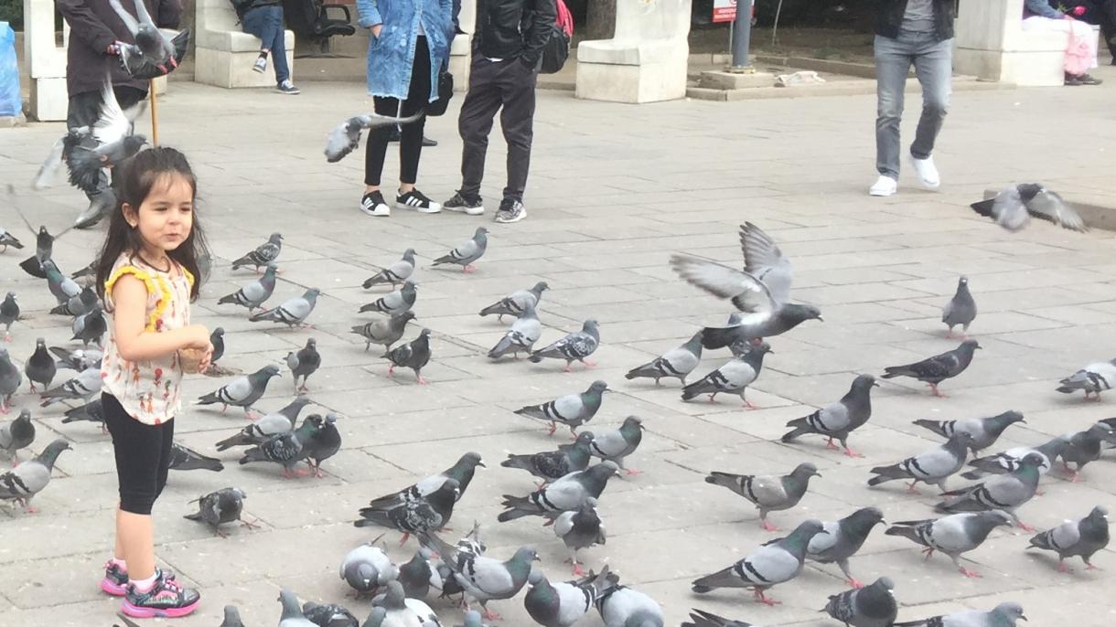 “Dön’ya balaları” fotokürgäzmäse