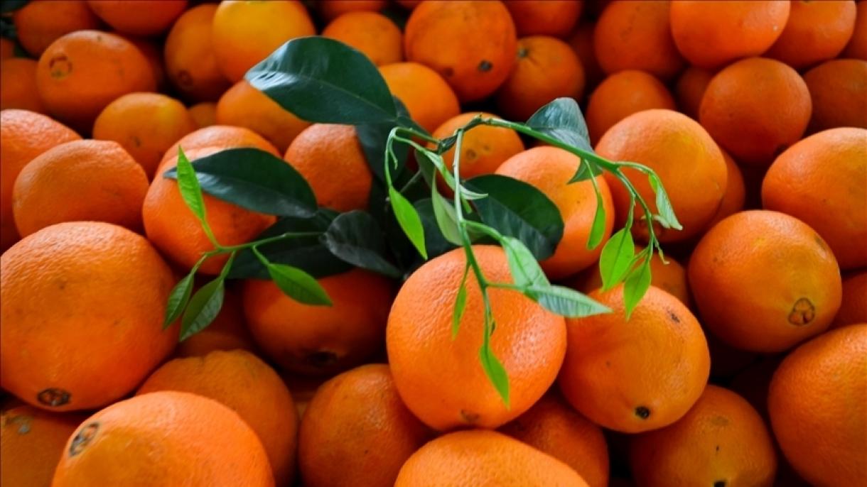 土耳其前六个月柑橘出口创汇3.74亿美元
