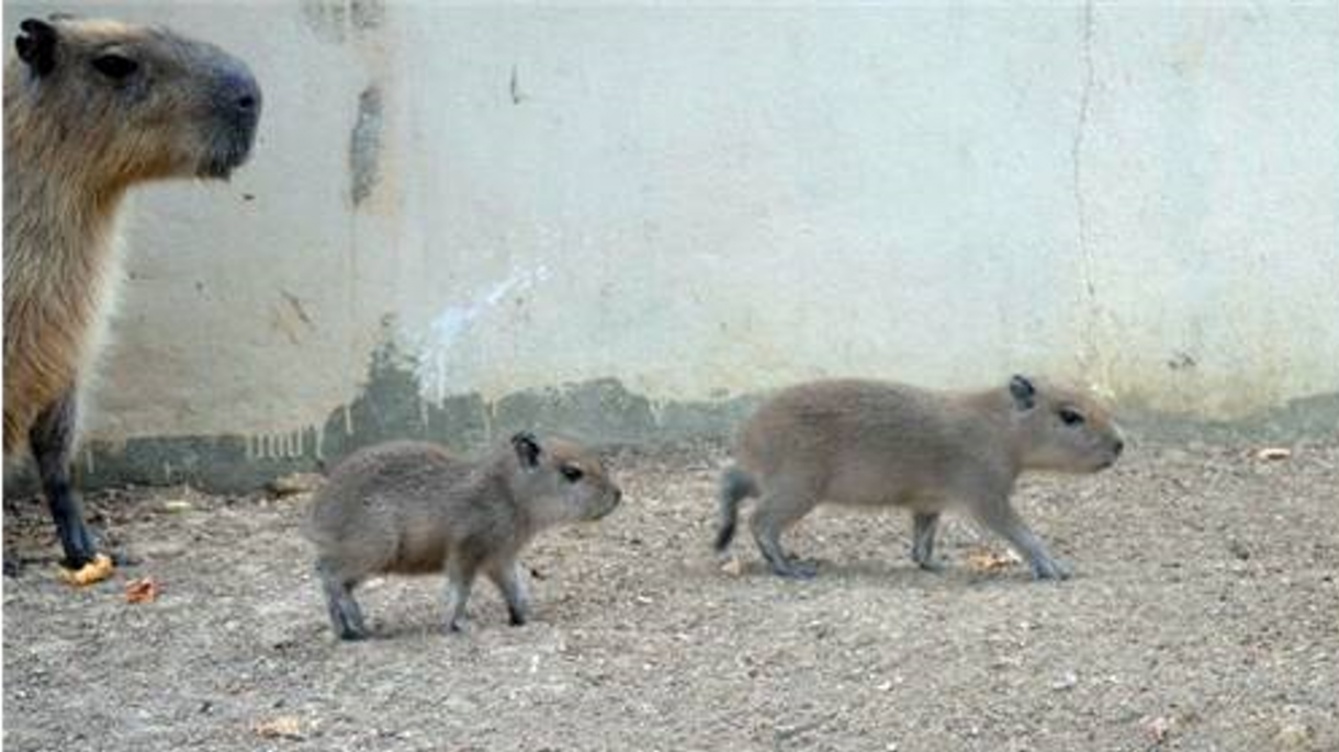 カピバラの赤ちゃん誕生にとろける日本