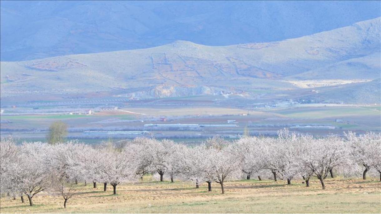 شکوفه باران شدن درختان زردآلو در ترکیه