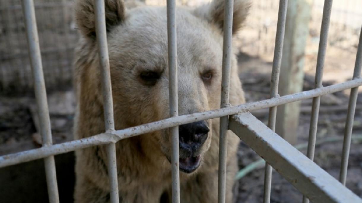 تهیه پیش‌نویس لایحه ممنوعیت حیوان‌آزاری در ایران