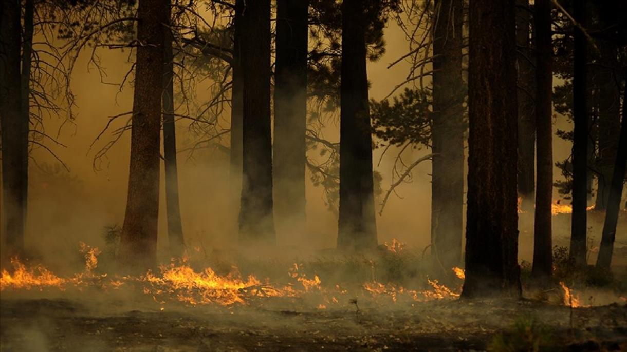德国森林大火继续肆虐  居住区居民将被疏散