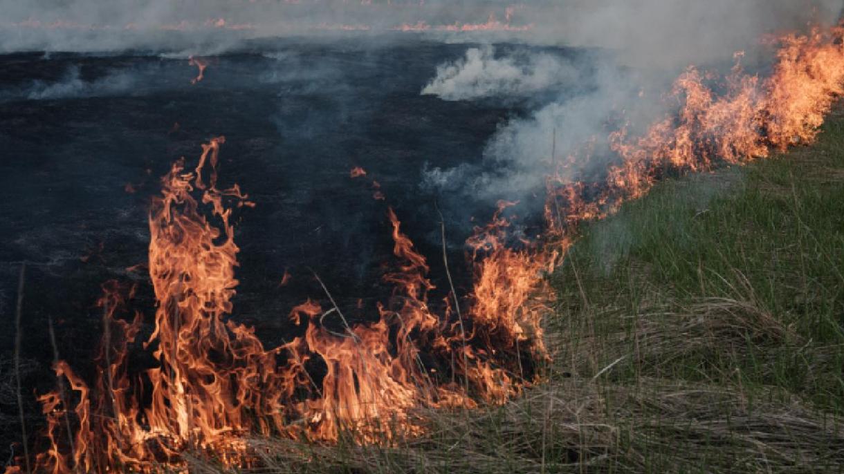 俄罗斯部分地区丛林大火仍在继续
