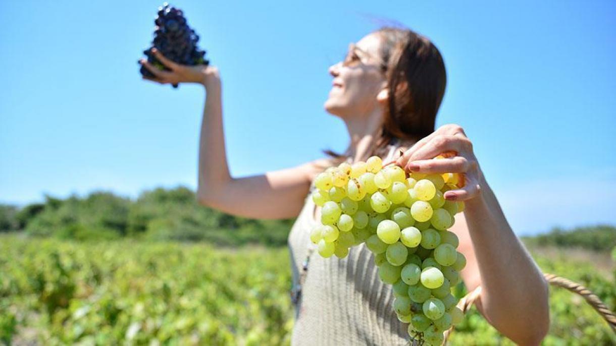 صادرات انگور از مانیسای ترکیه به 40 کشور جهان