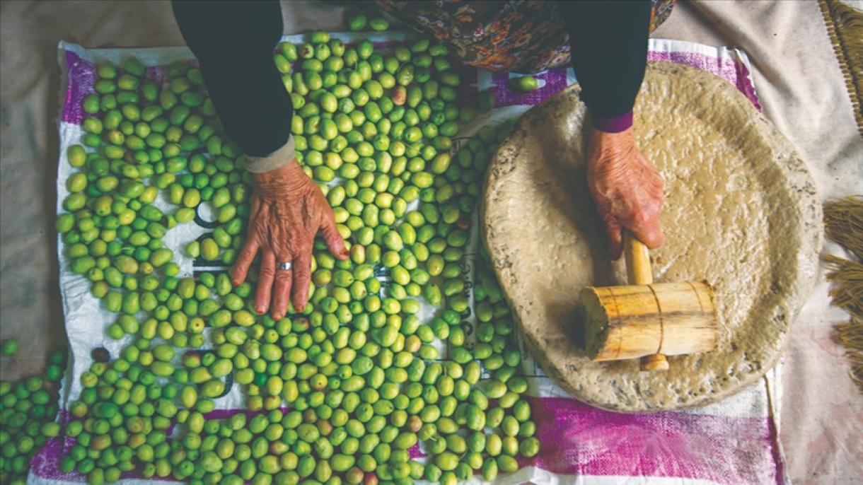 L'olivicoltura tradizionale turca inserita nella lista dell’Unesco