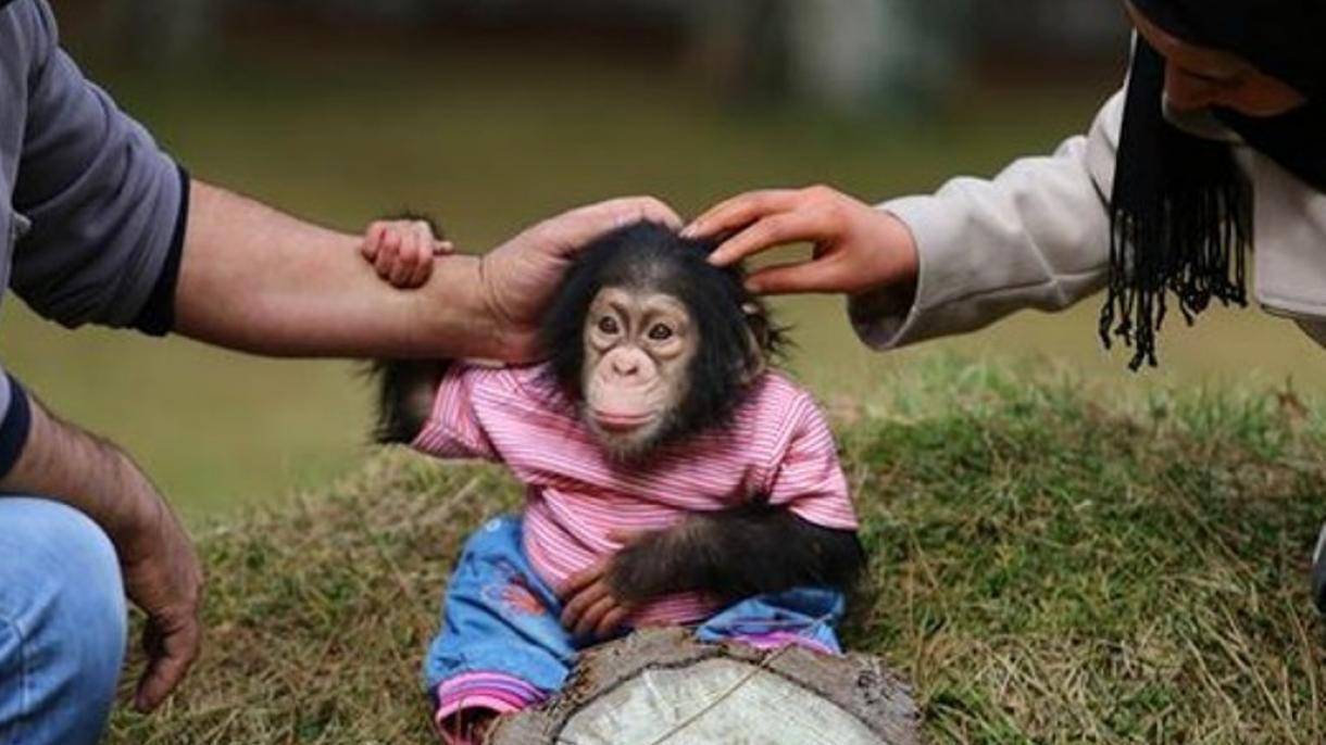 El chimpancé fue el foco de interés de los habitantes de Gaziantep