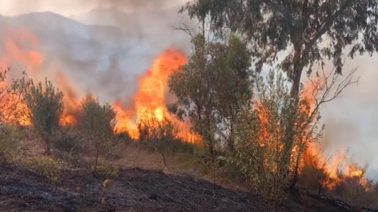 阿尔及利亚造成34人死亡的森林火灾已被全部扑灭